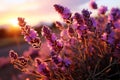 Spring sunset landscape of blooming purple and pink lavender - AI Generated Royalty Free Stock Photo