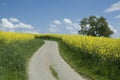 Spring landscape. Blooming rapeseed field. Royalty Free Stock Photo