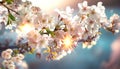 Spring  landscape blooming sakura with pink and white  flowers on blue sunset sky at sun ligh Royalty Free Stock Photo