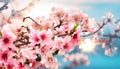 Spring  landscape blooming sakura with pink and white  flowers on blue sunset sky at sun ligh Royalty Free Stock Photo