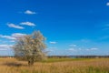Spring landscape with blooming tree on fields Royalty Free Stock Photo
