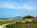 Spring landscape with blooming wild pink flower carpet and curve path on the Atlantic Ocean coast, Portugal, Europe