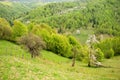 Spring landscape with blossomed tree