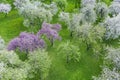 Spring landscape of blossoming fruit orchard with pink flowering apple trees. aerial photo Royalty Free Stock Photo