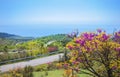 spring landscape with a blossoming tree, road by the sea Royalty Free Stock Photo