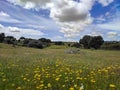 Spring landscape with blue sky and storm clouds over green meadow with yellow flowers Royalty Free Stock Photo