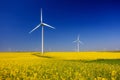 Yellow expanse with rapeseed flowers and the background wind turbines