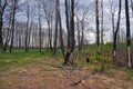 Spring landscape of a burnt forest recovering from a fire