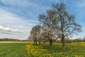 Spring landscape in the canton of Thurgau with blooming fruit trees and dandelion meadow, Switzerland