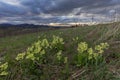 Spring landscape of the Carpathians with a massive bloom of yellow oxlip flowers Primula elatior in the foreground with a beauti Royalty Free Stock Photo