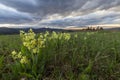 Spring landscape of the Carpathians with a massive bloom of yellow oxlip flowers Primula elatior in the foreground with a beauti Royalty Free Stock Photo