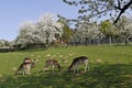 Spring landscape with cherry trees and deer