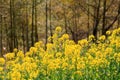 Spring landscape China