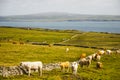 Spring landscape in Cliffs of Moher Aillte An Mhothair, Ireland Royalty Free Stock Photo