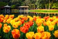 Spring landscape,  colorful fresh tulips blooming in famous Hangzhou garden, CHINA Royalty Free Stock Photo