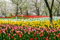 Spring landscape colorful fresh tulips blooming in garden at Hangzhou, CHINA. Royalty Free Stock Photo