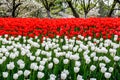 Spring landscape colorful fresh tulips blooming in garden at Hangzhou, CHINA. Royalty Free Stock Photo