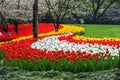 Spring landscape colorful fresh tulips blooming in garden at Hangzhou, CHINA. Royalty Free Stock Photo