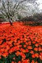 Spring landscape, colorful fresh tulips blooming in garden at Hangzhou, CHINA Royalty Free Stock Photo