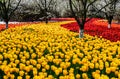 Spring landscape, colorful fresh tulips blooming in garden at famous, CHINA Royalty Free Stock Photo