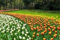 Spring landscape, colorful fresh tulips blooming in famous Hangzhou garden, CHINA Royalty Free Stock Photo