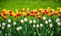 Spring landscape, colorful fresh tulips blooming in famous Hangzhou garden, CHINA Royalty Free Stock Photo