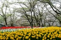 Spring landscape, colorful fresh tulips blooming in famous Hangzhou garden, CHINA Royalty Free Stock Photo