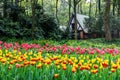 Spring landscape, colorful fresh tulips blooming in famous Hangzhou garden, CHINA Royalty Free Stock Photo