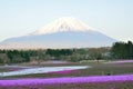 Spring Landscape of colorful Shibazakura flower fields with Mount Fuji in Japan