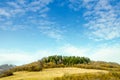 Spring landscape, coniferous forest on a green lawn background Royalty Free Stock Photo