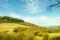 Spring landscape, coniferous forest on a green lawn background Royalty Free Stock Photo