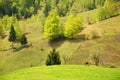 Spring landscape with cow and haystacks