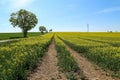 Spring landscape. Cultivated colorful raps field in Germany