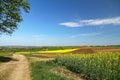 Spring landscape. Cultivated colorful raps field in Germany