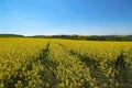 Spring landscape. Cultivated colorful raps field in Germany