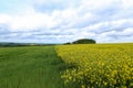 Spring landscape. Cultivated colorful raps field in Germany