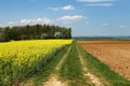 Spring landscape. Cultivated colorful raps field in Germany