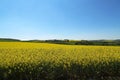 Spring landscape. Cultivated colorful raps field in Germany