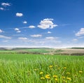 Spring landscape with dandelion field and blue sky Royalty Free Stock Photo