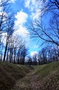 Spring landscape with a deep ravine filled with fallen leaves surrounded by a lot of trees on the edge of the forest next to the Royalty Free Stock Photo