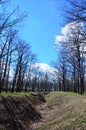 Spring landscape with a deep ravine filled with fallen leaves surrounded by a lot of trees on the edge of the forest next to the Royalty Free Stock Photo