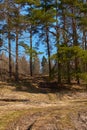 Spring landscape. A dirt road leading to the edge of the pine forest Royalty Free Stock Photo