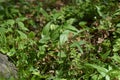 Disporum Sessile flowers