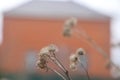 Spring landscape. Dry umbrellas and stalks of hogweed Sosnowski. Natural background. Royalty Free Stock Photo