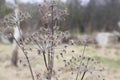 Spring landscape. Dry umbrellas and stalks of hogweed Sosnowski. Natural background. Royalty Free Stock Photo