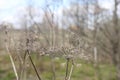 Spring landscape. Dry umbrellas and stalks of hogweed Sosnowski. Natural background. Royalty Free Stock Photo