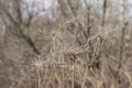 Spring landscape. Dry umbrellas and stalks of hogweed Sosnowski. Natural background Royalty Free Stock Photo