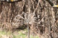 Spring landscape. Dry umbrellas and stalks of hogweed Sosnowski. Natural background Royalty Free Stock Photo