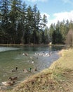 Ducks and geese swimming in pond Royalty Free Stock Photo