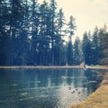 Ducks and geese swimming in pond Royalty Free Stock Photo